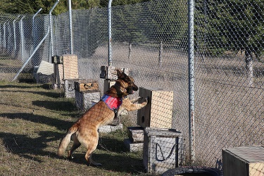 Bolu’da Narkotik Operasyonlarının Gözde Köpeği “Asır” Uyuşturucuya Geçit Vermiyor
