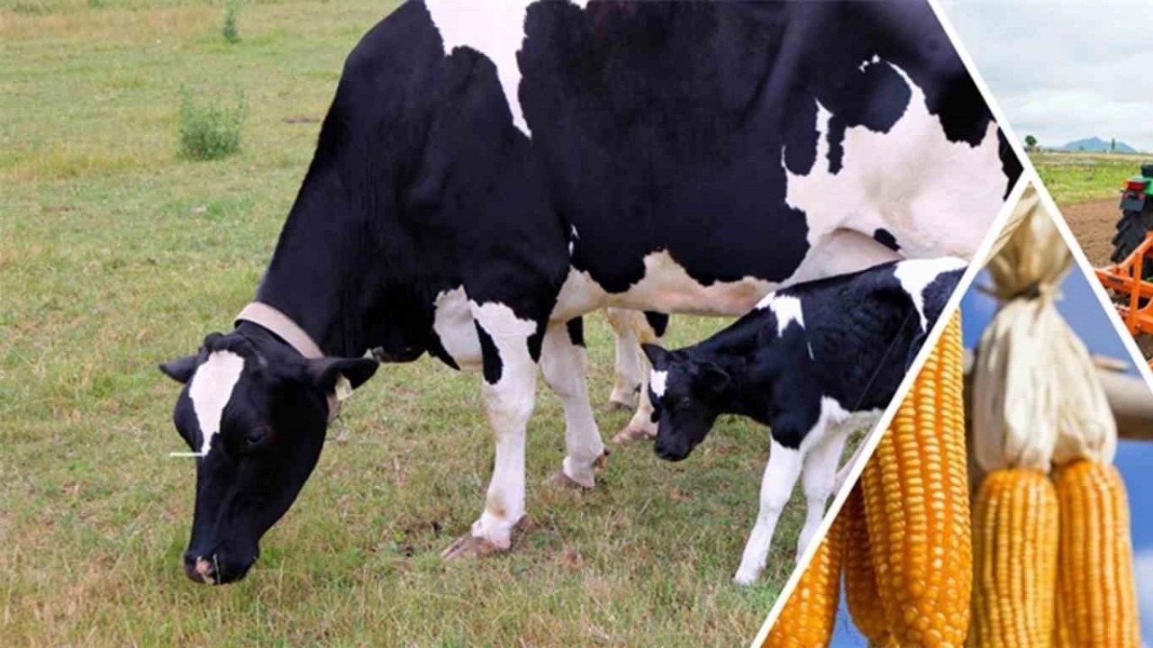 Üreticisine, toplamda 15 milyon 370 bin 449 lira olan hayvancılık desteklemeleri ödenmeye başlanıyor.