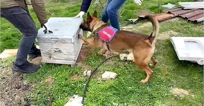 Jandarmanın bağ evine düzenlemiş olduğu operasyonda 11 kg esrar ele geçirildi