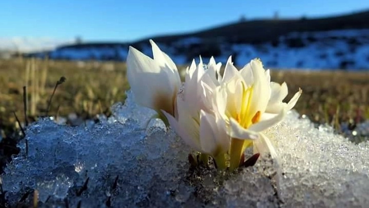 Baharın müjdecisi kardelenler çiçek açtı