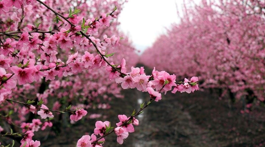 Meyve ağaçları çiçek açmaya başladı