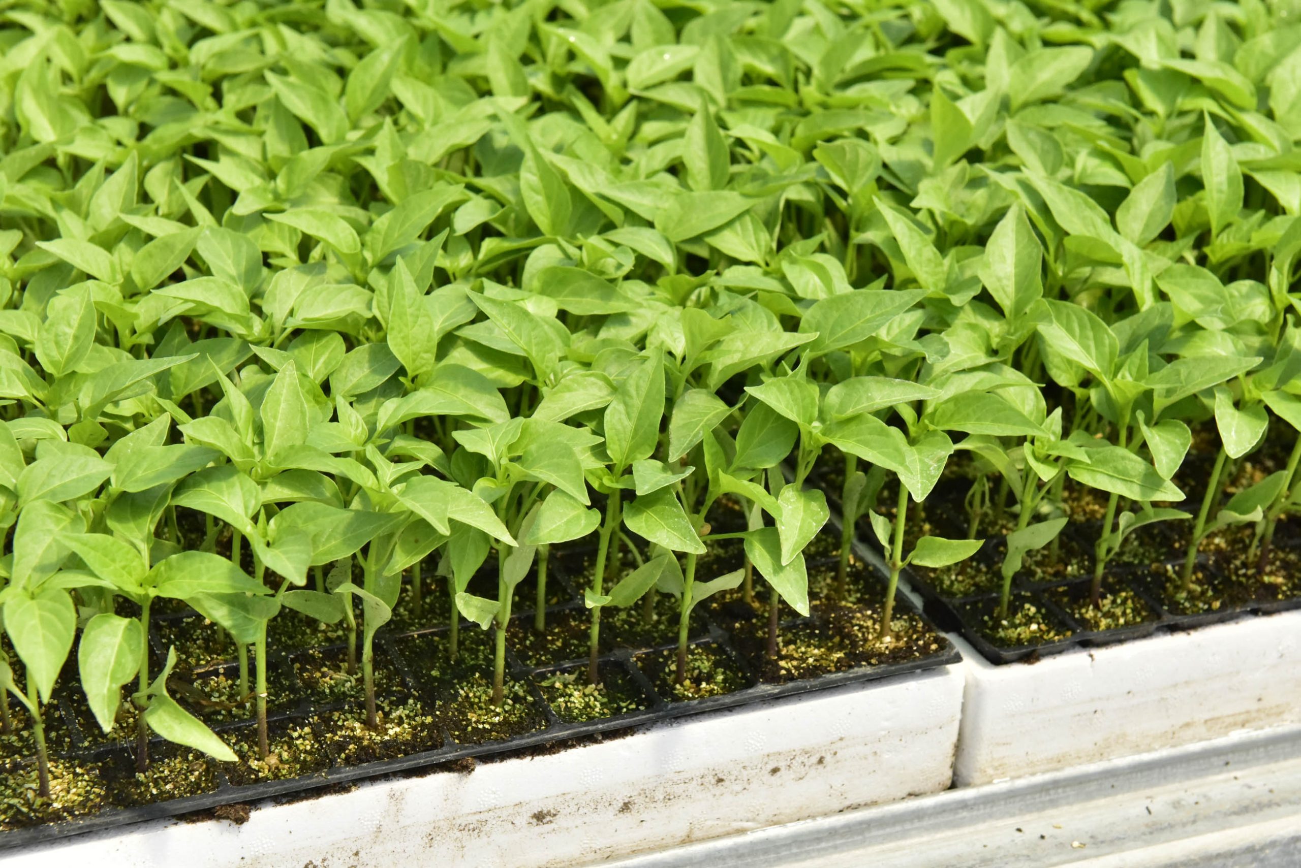 ANKARA BÜYÜKŞEHİR BELEDİYESİNİN BEYPAZARI SERASI İLK MEYVELERİNİ VERMEYE BAŞLADI