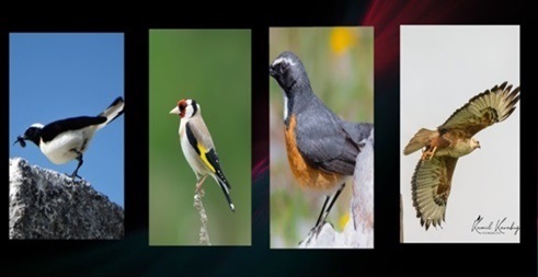 Kuş gözlemcilerinin Büyük Göç Heyecanı