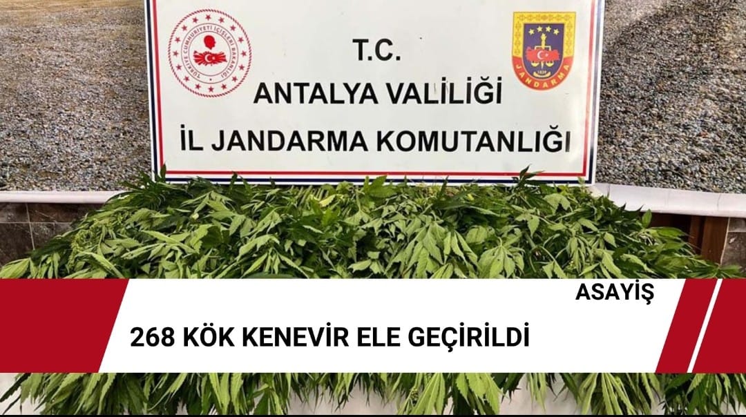 268 Kök Kenevir Ele Geçirildi