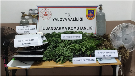 Yalova da Uyuşturucu Yetiştirenlere Baskın