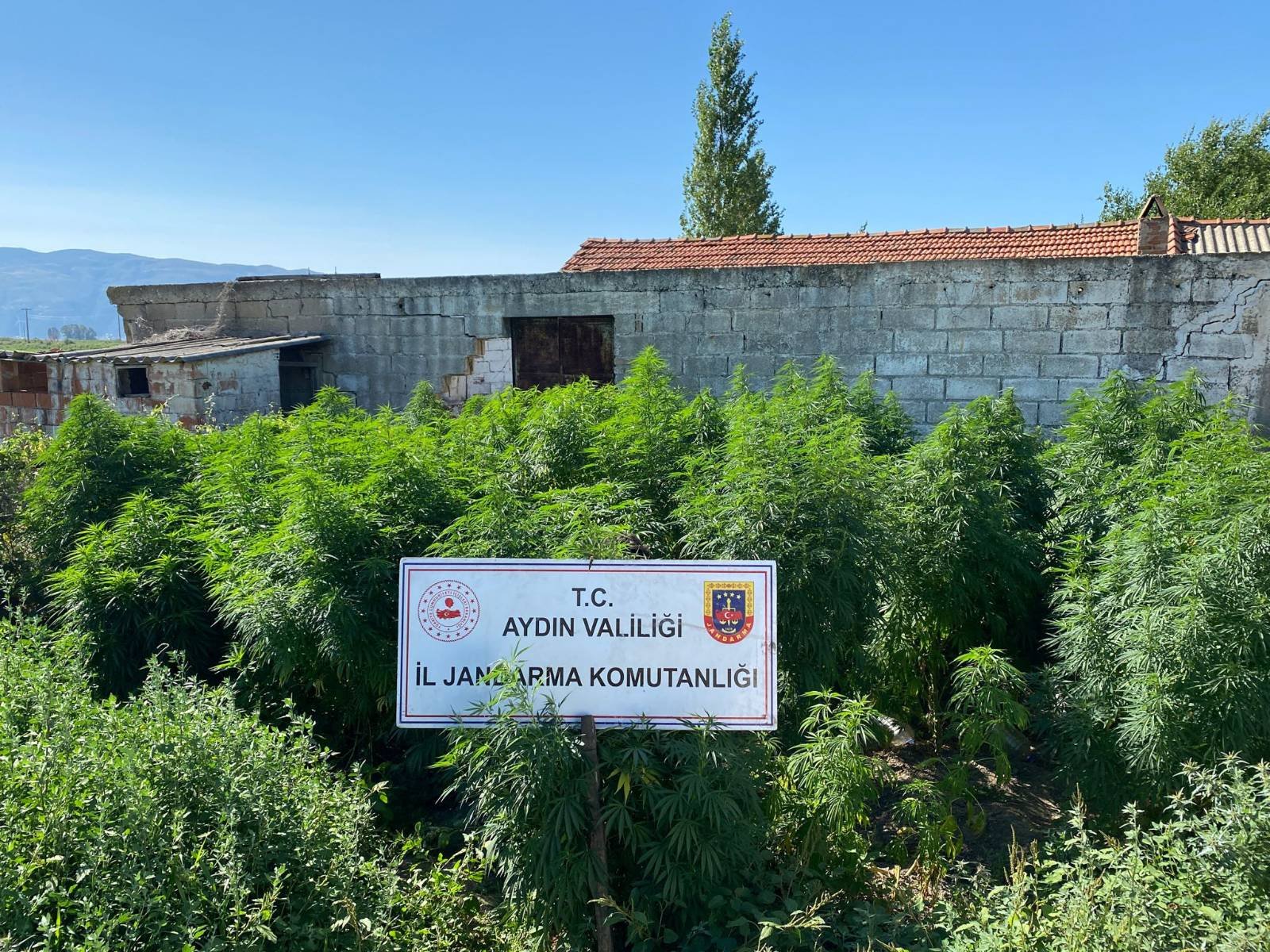 Aydın’da kenevir çiftliğine baskın