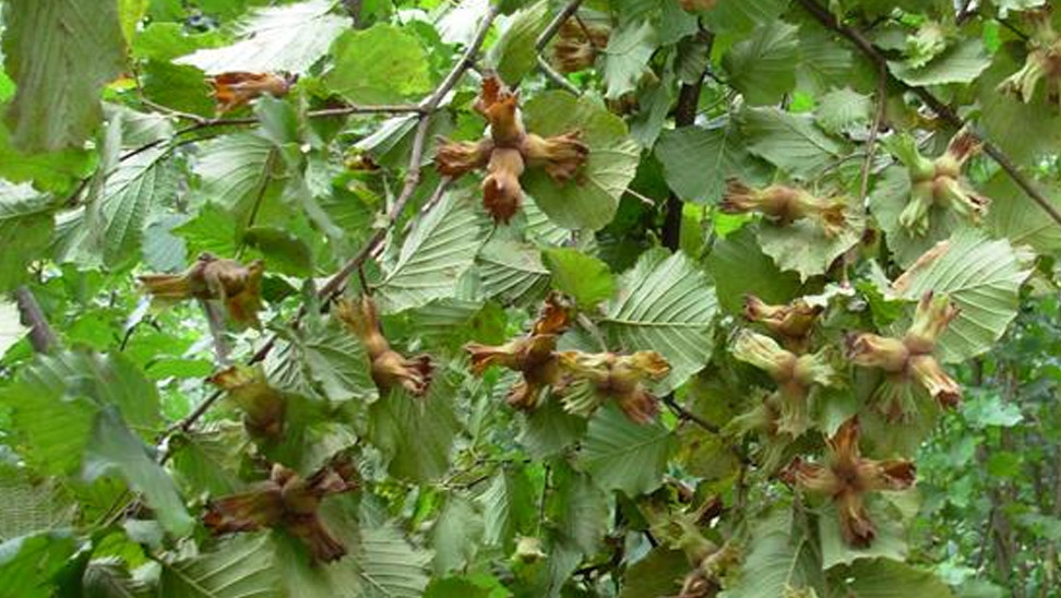 Trabzon’da Fındık Toplama Tarihleri Belli Oldu