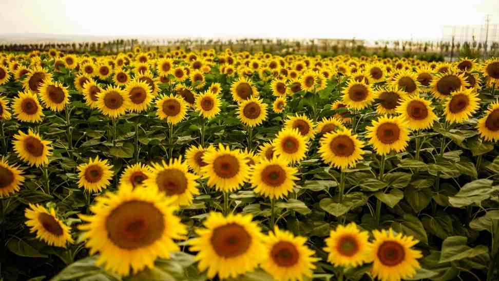 Ankara Büyükşehir’den Türkiye’nin En Büyük Tarım Kampüsü ve Rekreasyon Alanı