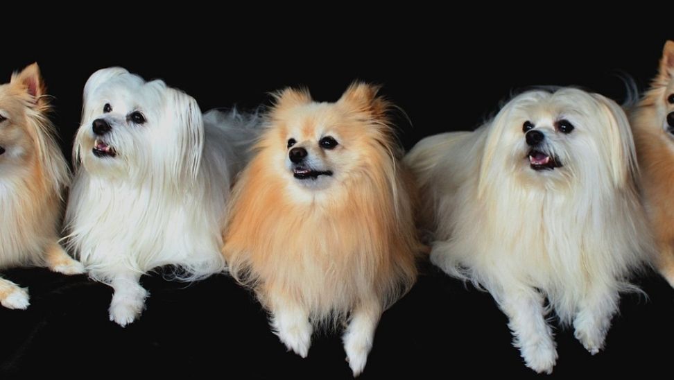 Edirne Kapıkule Sınır Kapısı’nda Kaçak Köpek Sevkiyatı Engellendi