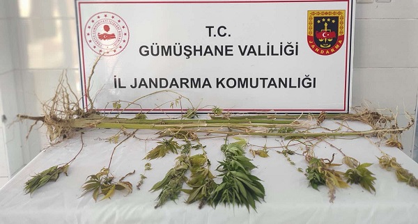 Gümüşhane’de Uyuşturucu Operasyonu