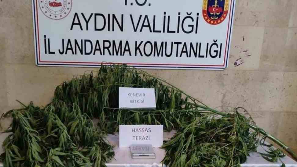 Evinin Bahçesinde Kenevir Yetiştiren Kişi Yakalandı