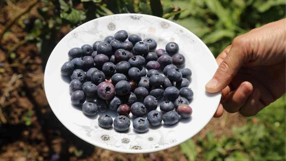 Ordu’daki Mavi Yemiş Alanları Büyüyor