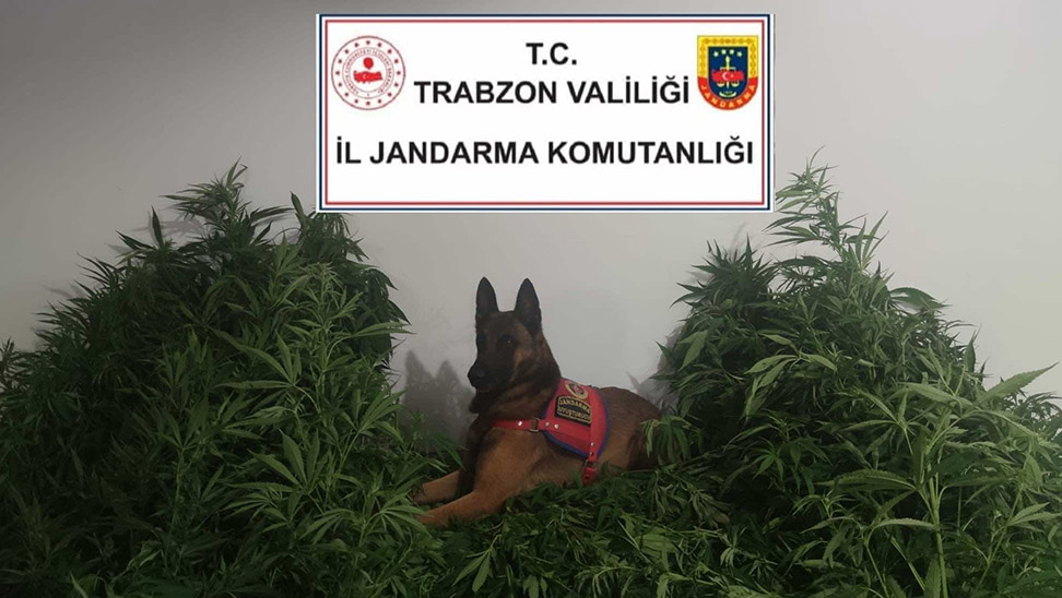 Trabzon’da Uyuşturucu Operasyonu! Duman Geçit Vermiyor