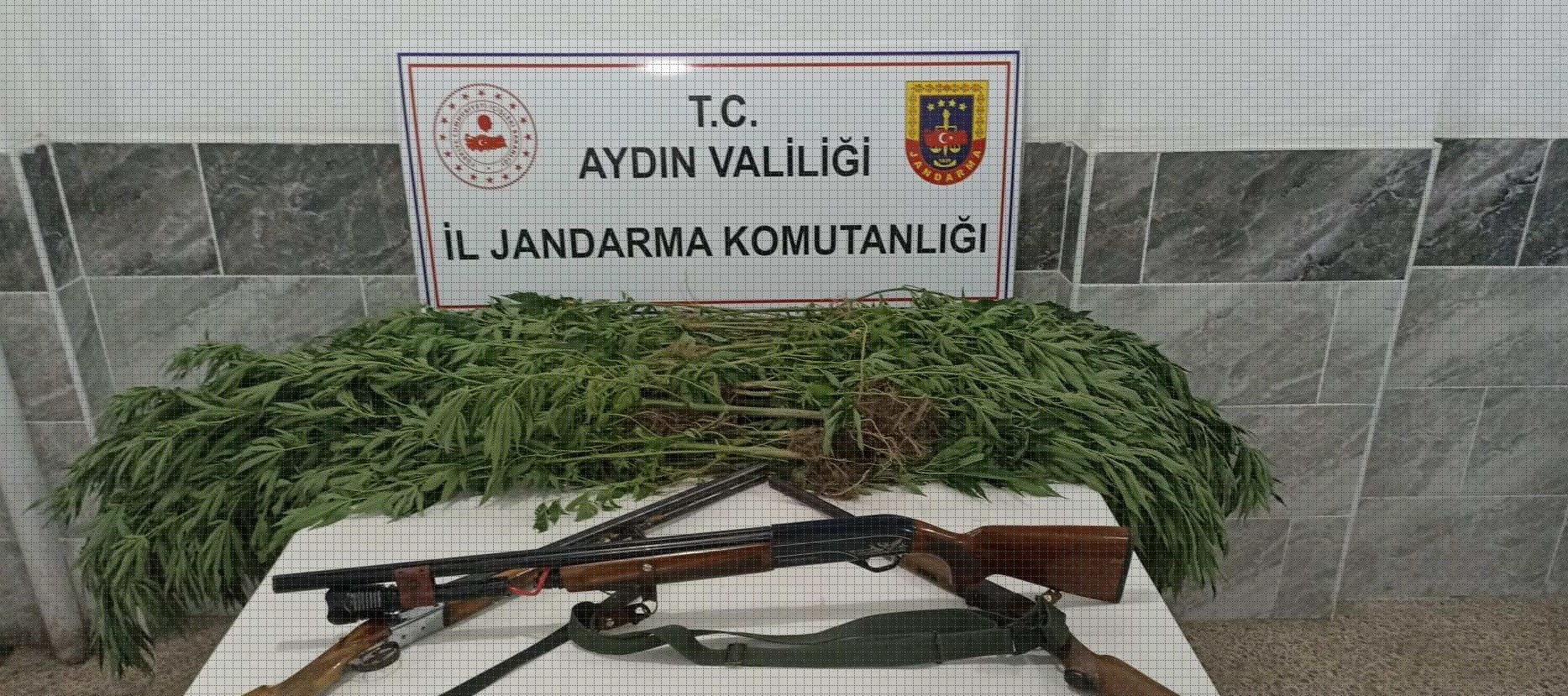 Zeytinlik İçerisinde Kenevir Üretti