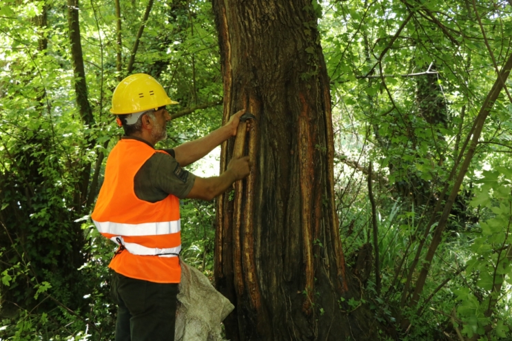 Şifa ve Güzel Kokusu İçin, Orman Genel Müdürlüğü Tarafından Üretiliyor