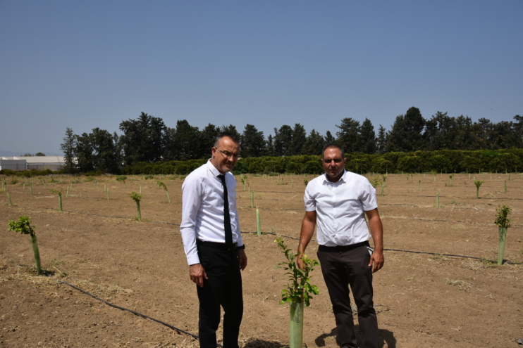 KKTC’de Narenciye Ağaçlarının Genetik Kökeniyle İlgili Çalışmada İkinci Aşamaya Geçiliyor