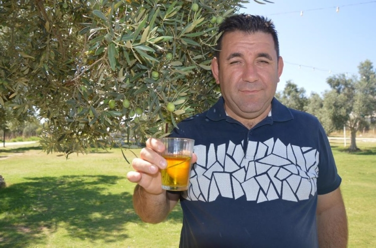 Zeytin Üreticileri Teşvik Priminin Geri Gelmesini İstiyor