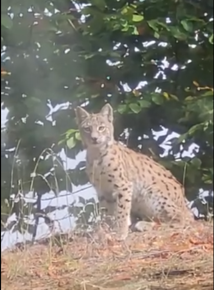 Orman’ın Hayaleti Vaşak, Almus Ormanlarında Görüldü