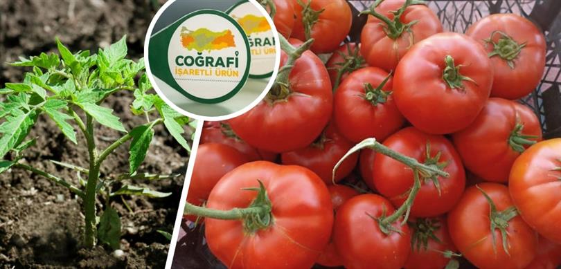 Ayaş domatesi Avrupa Birliğinden coğrafi işaret tescili aldı