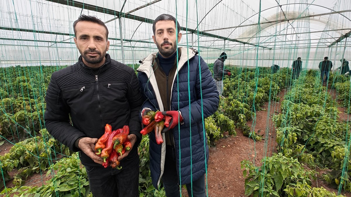 Eyyübiye Sera Kent’te kış sezonu verimli geçiyor