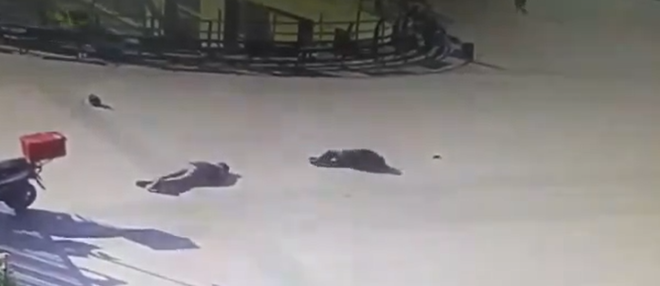 Etkisiz hale getirilen hainler DHKP/C terör örgütü üyesi