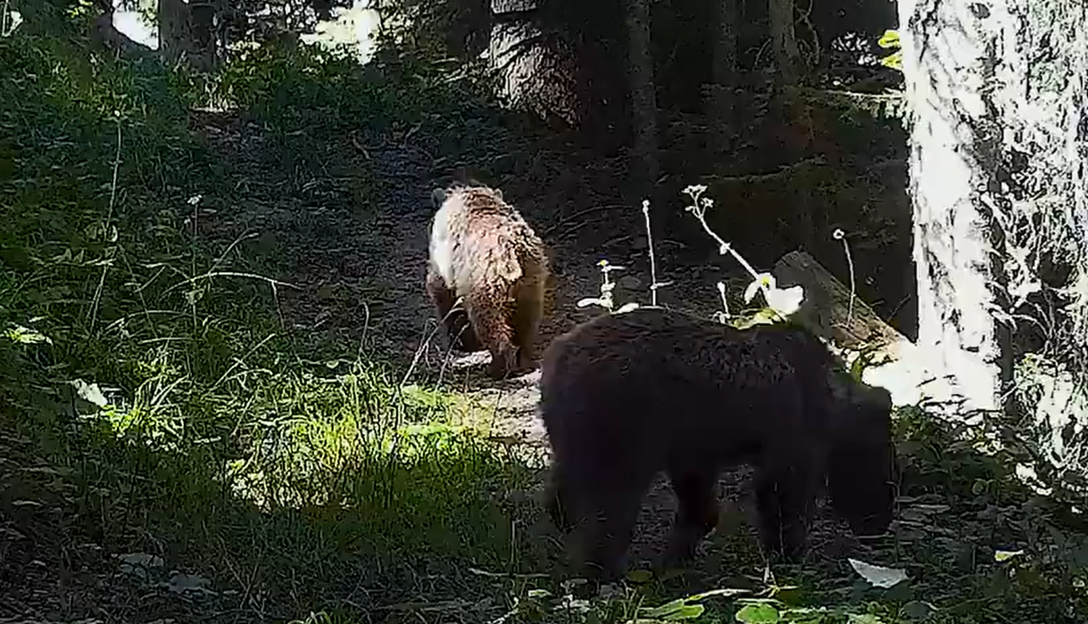 Ilgaz Dağı Milli Parkındaki yaban hayatının fotokapanlara yansıyan görüntüleri