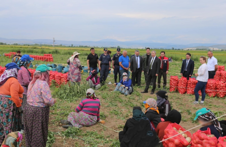 Amasya’da erkenci soğan hasadı başladı