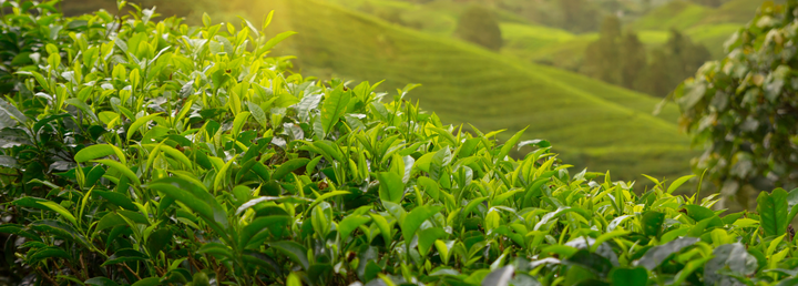 Yaş çay alım fiyatı 19 lira