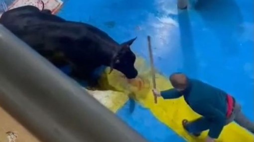 Amasya’da hayvana eziyet eden 5 kişi tutuklandı