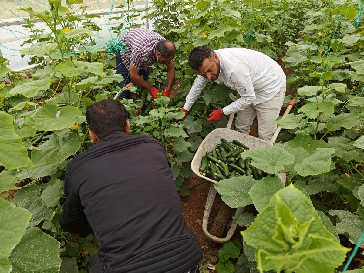 Eyyübiye Sera Kent’te yeni sezon hasat başladı