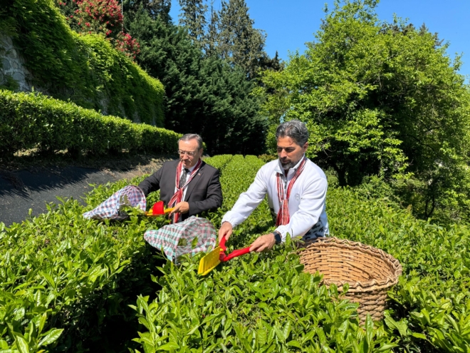 Yaş çay alım kampanyası Çaykur Rizespor ile başladı