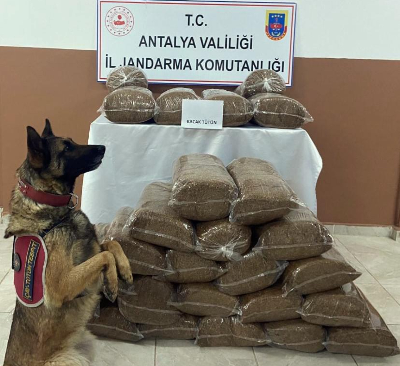 Antalya’da 230 kilogram kaçak tütün ele geçirildi