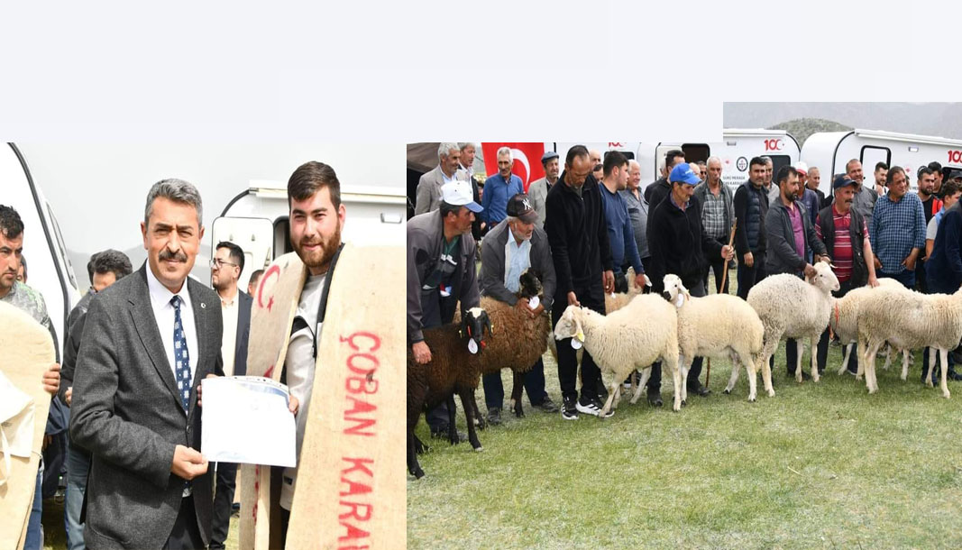 Şarkikaraağaç’ta sürü merada, çoban karavanda