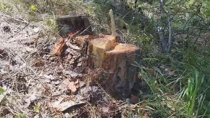 Karasu, Karalar Köyü’nde Kesilen Ağaçları TBMM gündemine taşıdı