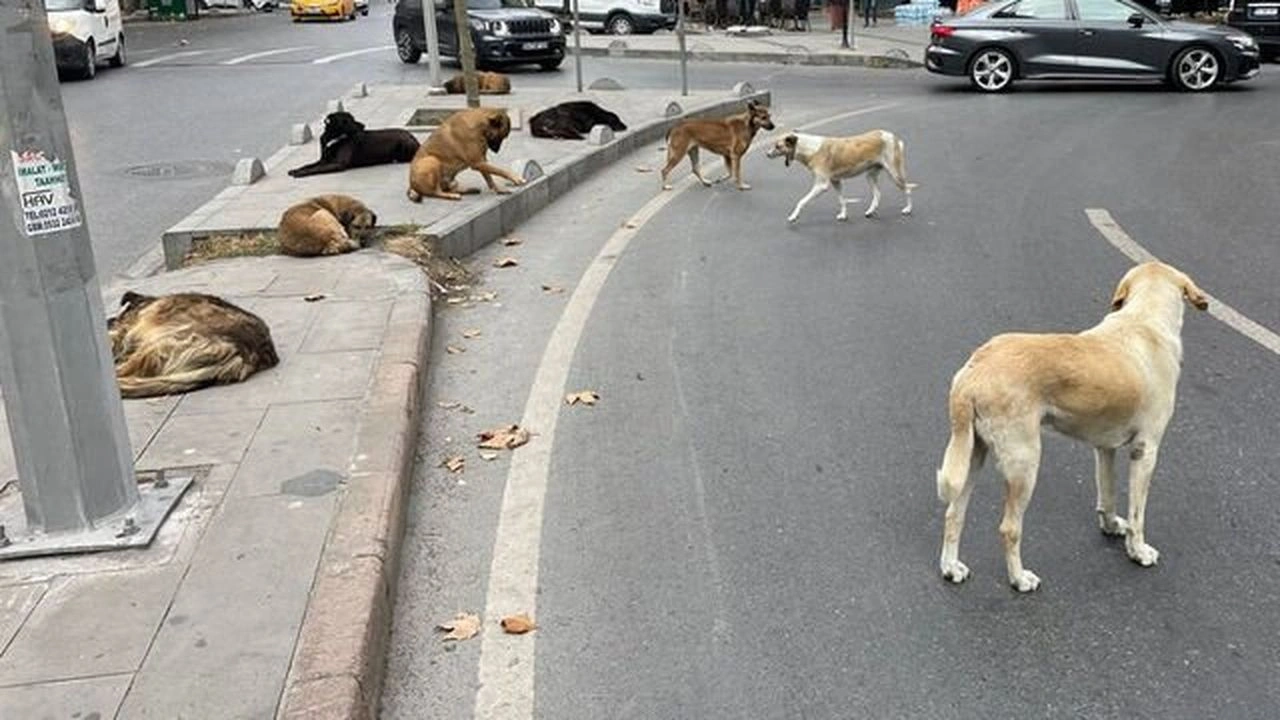 Başıboş köpeklere ilişkin kanun teklifi Meclis’ten geçti