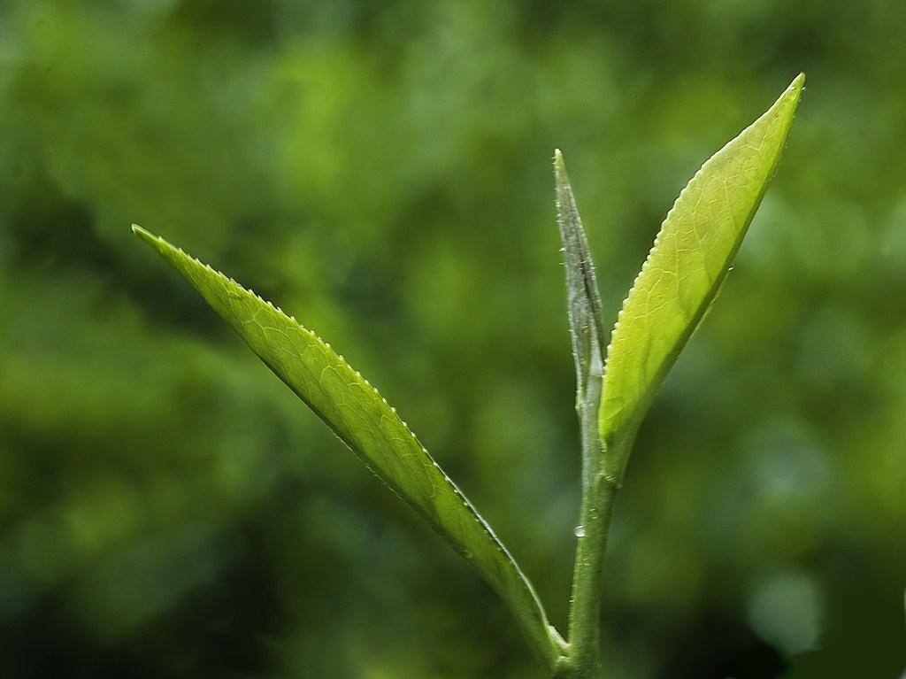 Çaykur: Hasat süreci aceleye getirilmemeli