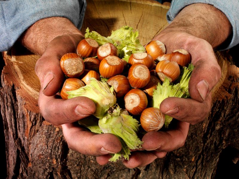 Giresun’da 2024 Ürünü Fındık Kaç Lira?