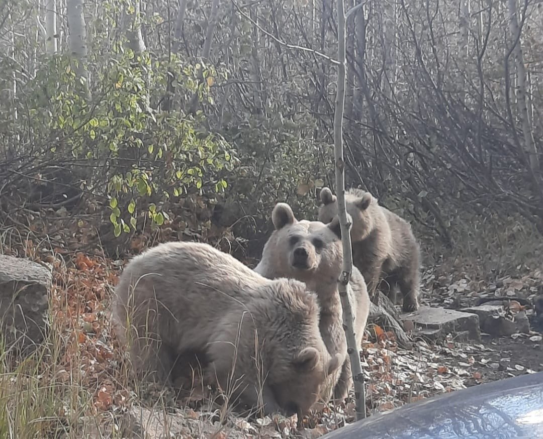 BİTLİS’DE, AYILAR HEYECAN YARATTI