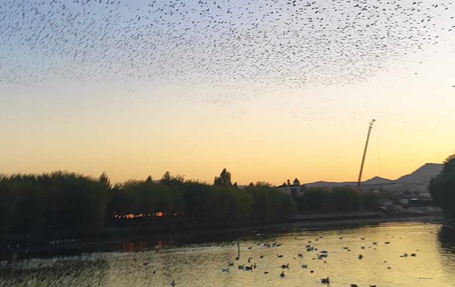 Nevşehir’de kırlangıçların göçü başladı