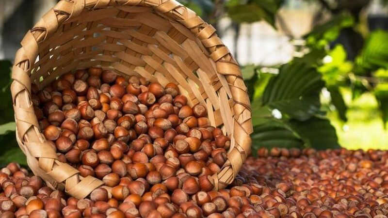 Ticaret borsalarında 286 bin ton fındık işlem gördü