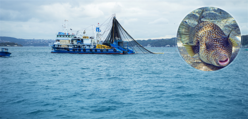 İstilacı balon balığı ile mücadele sürüyor – Birlik Haber Ajansı