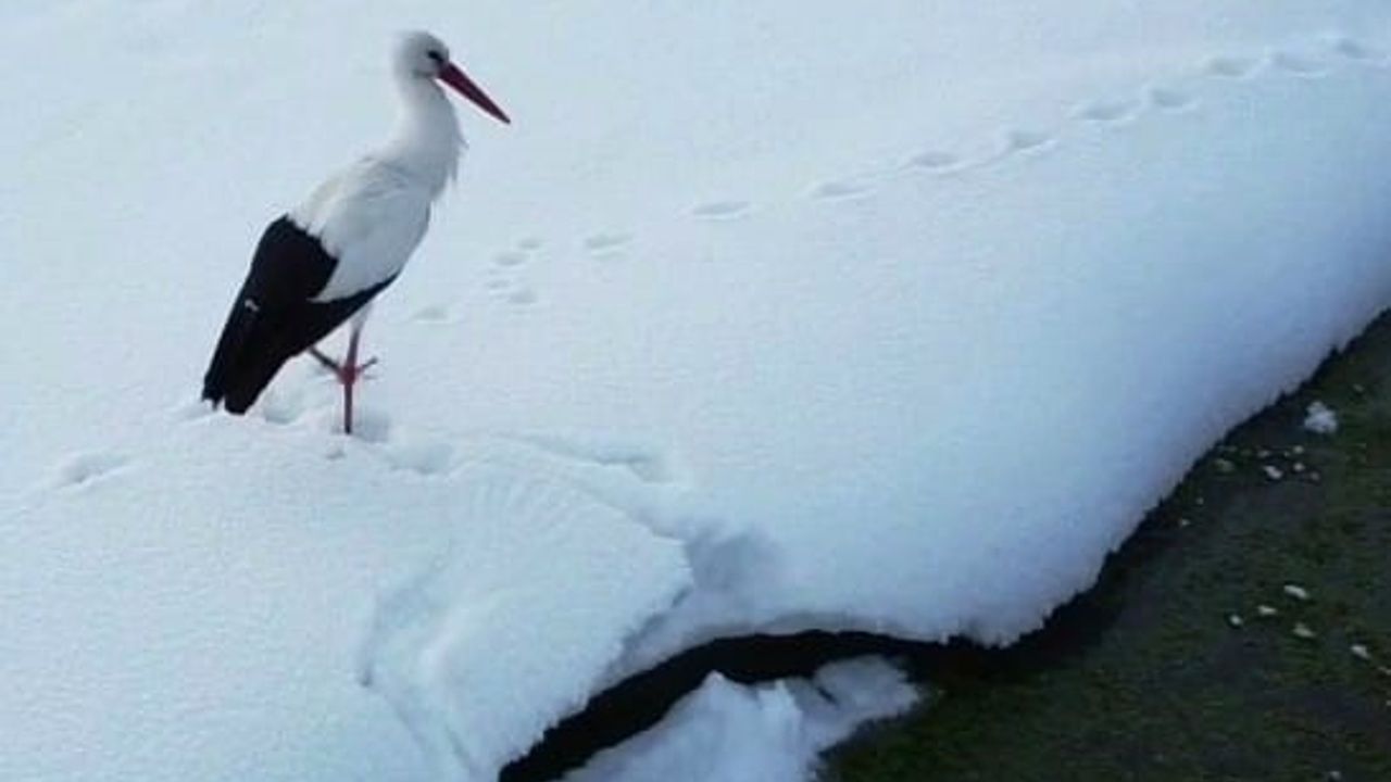 Van Özalp’ta iki leylek dondurucu soğuğa direniyor – Birlik Haber Ajansı