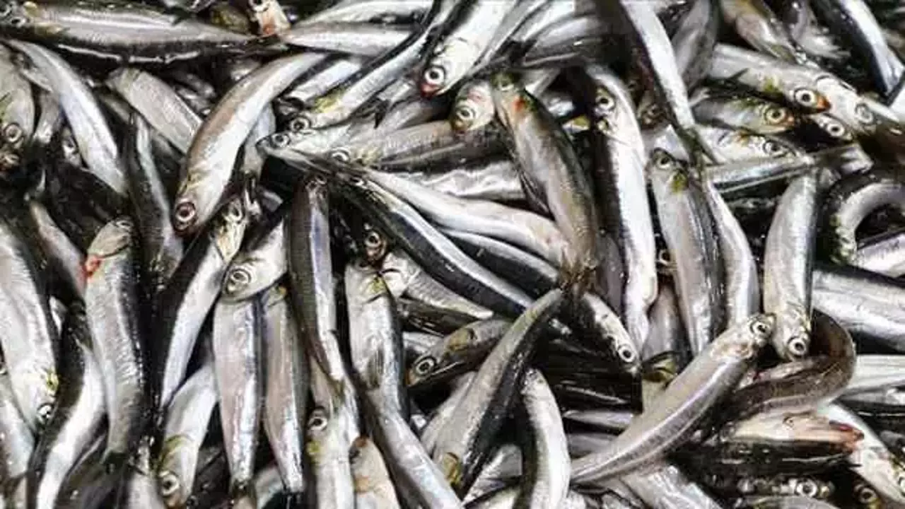 Karadeniz dünyaya açılıyor: Hamsi 18 ülkeye gitti – Birlik Haber Ajansı