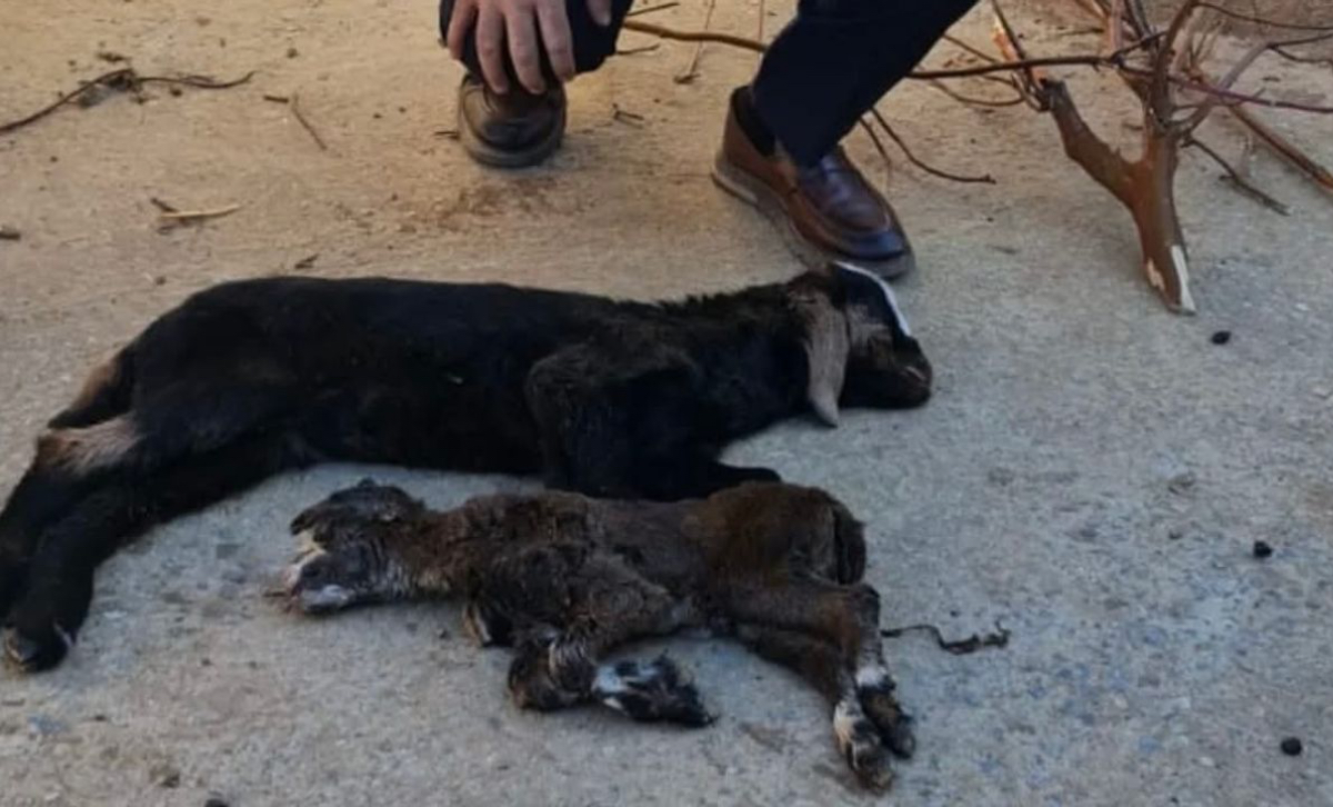 Antalya’da dondurucu soğuk: Yeni doğan keçi ve kuzular hayatını kaybetti – Birlik Haber Ajansı