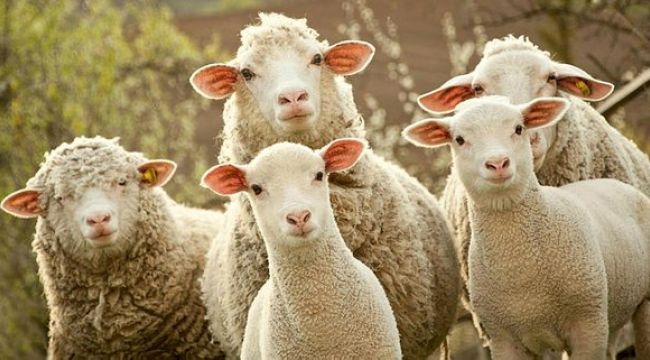 Küçükbaş üreticilerine 3,9 milyar liralık destek ödemesi bugün hesaplarda – Birlik Haber Ajansı