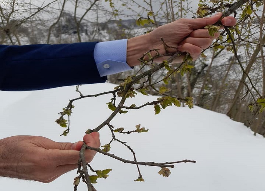 Kar nedeniyle fındıkta don alarmı! – Birlik Haber Ajansı