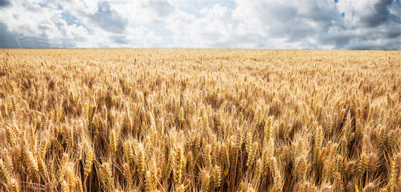 2 milyar 789 milyon liralık destekleme ödemesi, çiftçilerin hesaplarına aktarıldı – Birlik Haber Ajansı