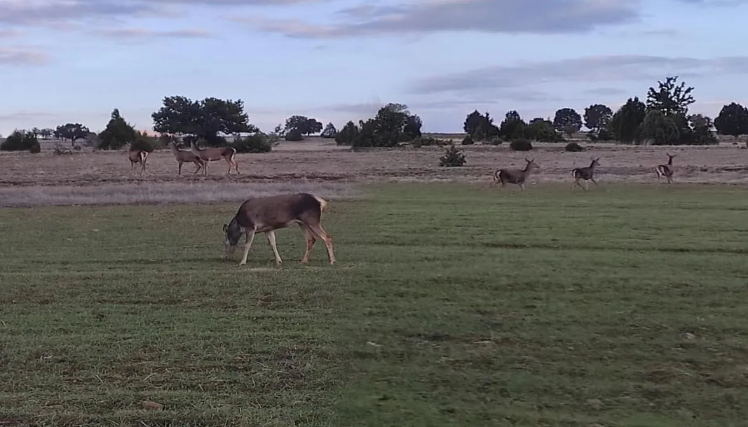 Salda Gölü’nde “Kızıl Geyikler” yeni hayatlarına alışıyor – Birlik Haber Ajansı