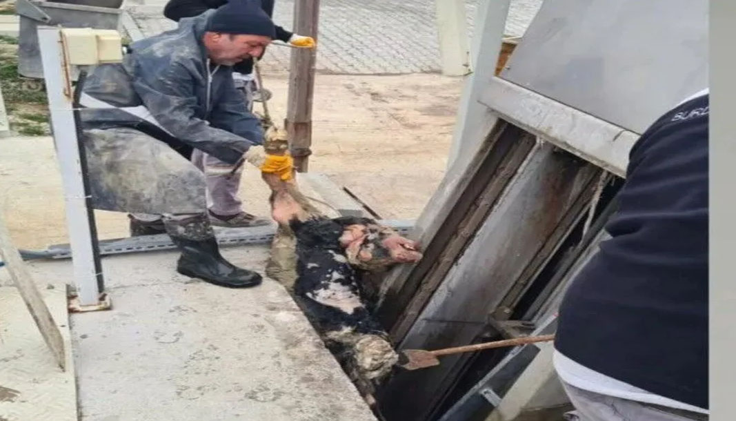 Burdur’da vicdansızlık! Kanalizasyona ölü buzağı atıldı – Birlik Haber Ajansı