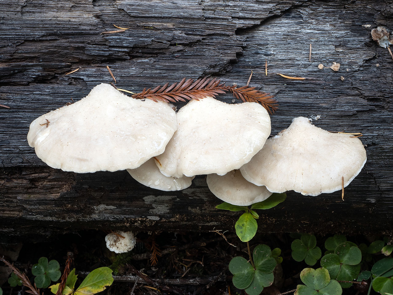 Acının sınırı: En acı madde artık biliniyor! – Birlik Haber Ajansı